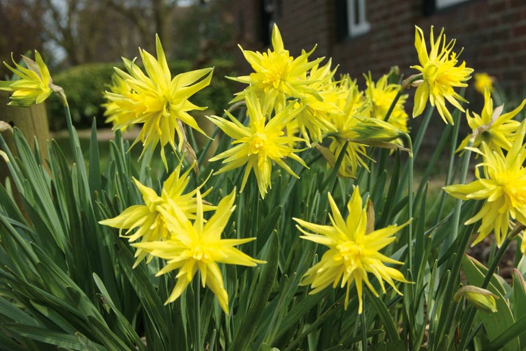 Gelbe Narzissen im Gartenbeet