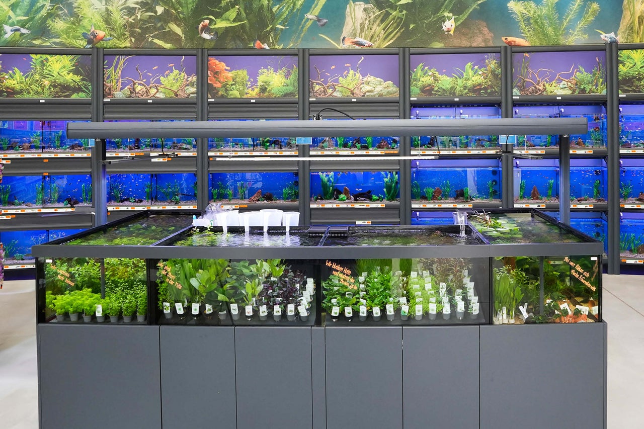 Aquaristikabteilung im Hornbach Markt mit verschiedenen Aquarien und Wasserpflanzen