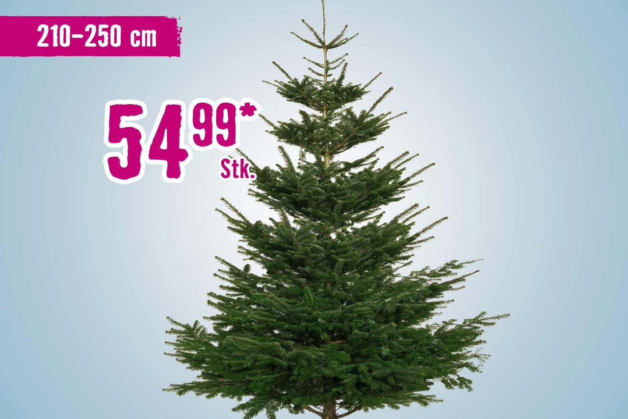 Nordmanntanne, circa 210 bis 250 Zentimeter hoch