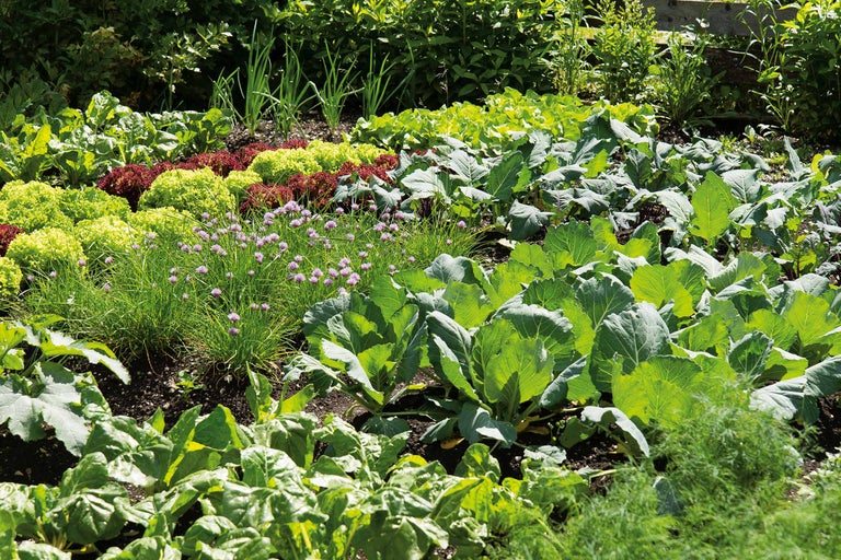 Gemüsegarten mit Salat, Zwiebeln und Kohl