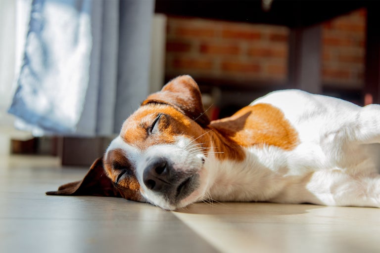 Schlafender Hund liegt auf dem Boden