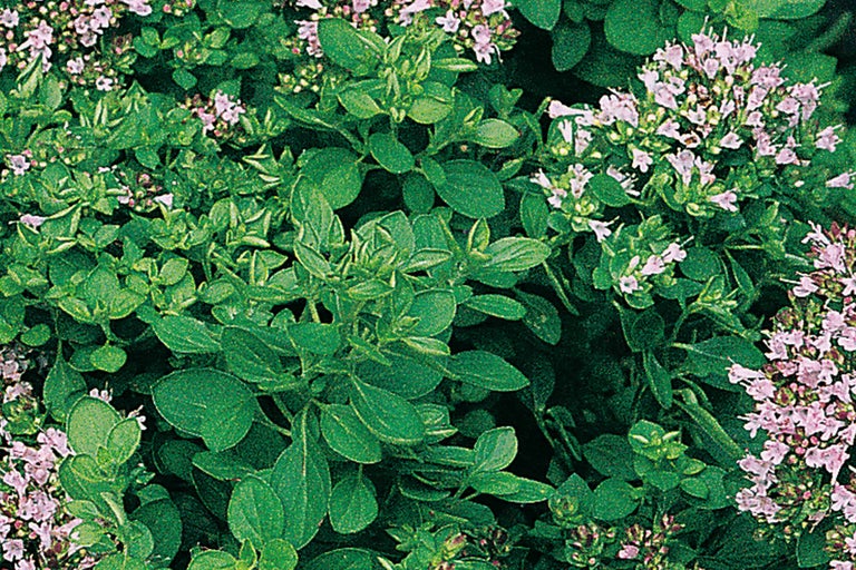 Nahaufnahme von Oregano mit Blättern und Blüten