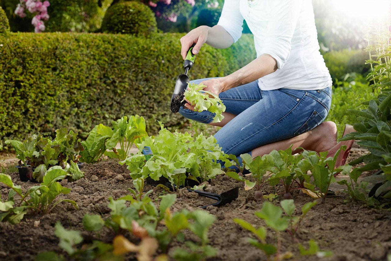 Eine Frau pflanzt Salatsetzlinge mit einer Pflanzschaufel in einem Garten.