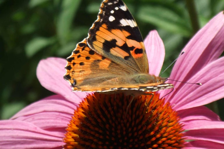 Schmetterling auf einer rosafarbenen Blüte