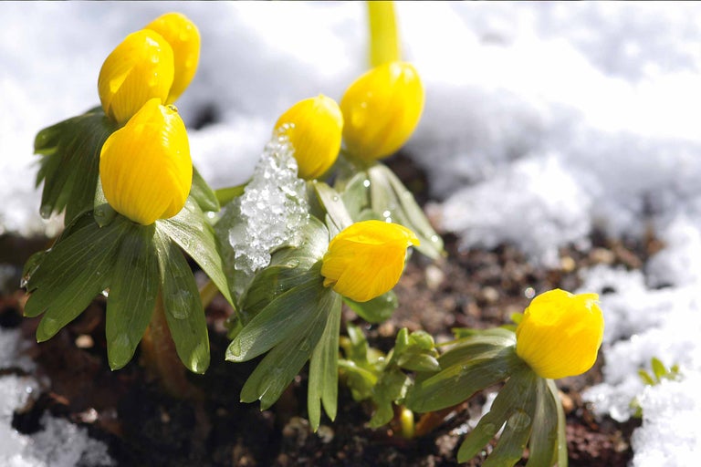 Winterling Pflanzen mit Schneebedeckung