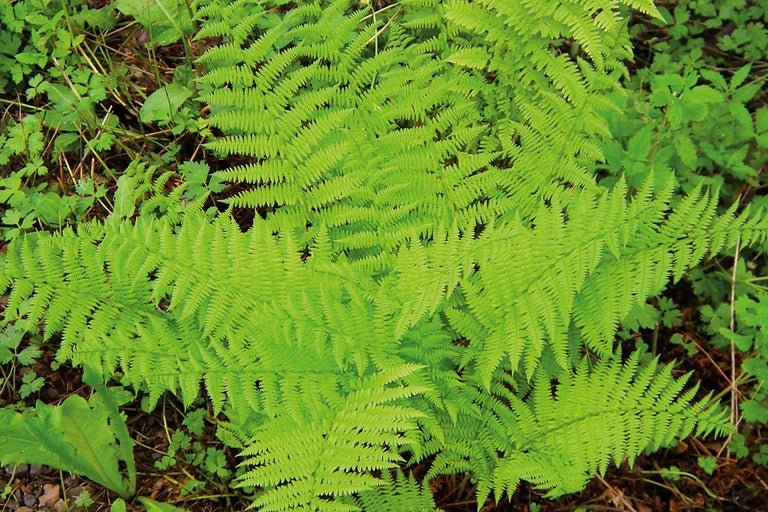 Nahaufnahme von Farnen im Garten