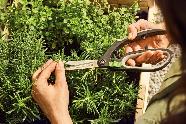 Eine Person schneidet Kräuter mit einer Kräuterschere der Marke for_q.