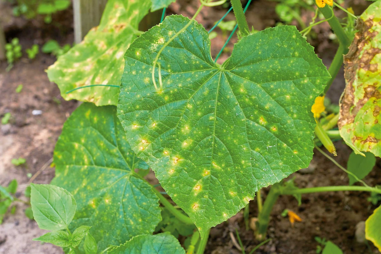 Gurkenpflanze mit Blattfleckenkrankheit im Garten.