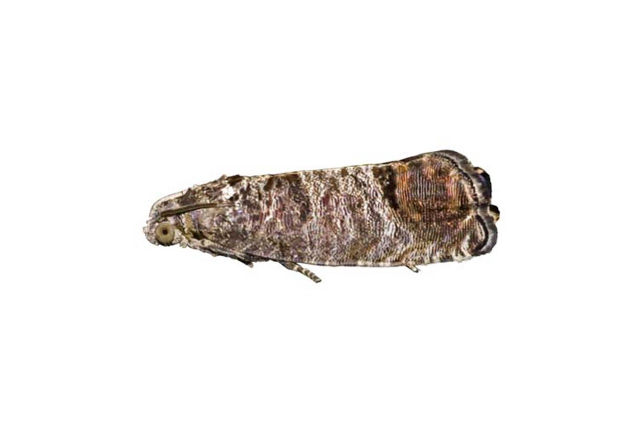 Kleidermotte
