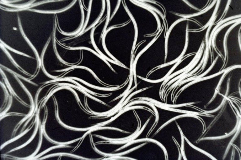 Nahaufnahme von Nematoden zur Schädlingsbekämpfung