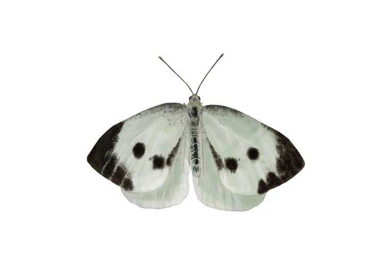 Schmetterling mit Muster