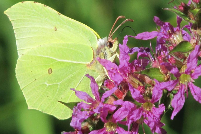 Zitronenfalter auf einer violetten Blüte