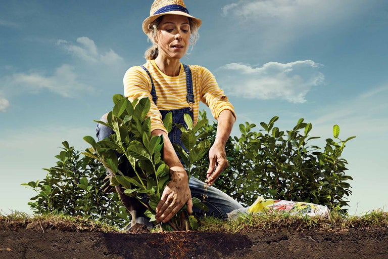 Eine Frau pflanzt Setzlinge in einem Garten mit Gartenerde.