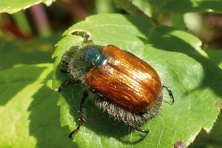 Gartenlaubkäfer auf einem Blatt
