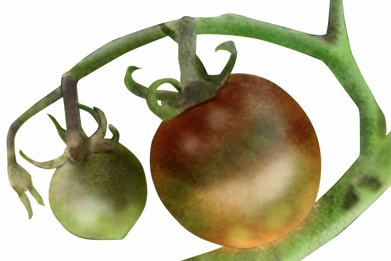 Zwei Tomaten am Stiel