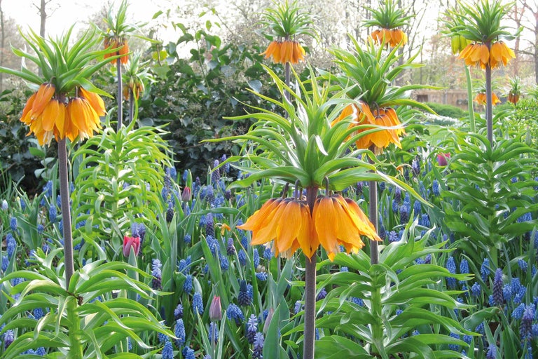 Blumenbeet mit Kaiserkronen und blauen Traubenhyazinthen