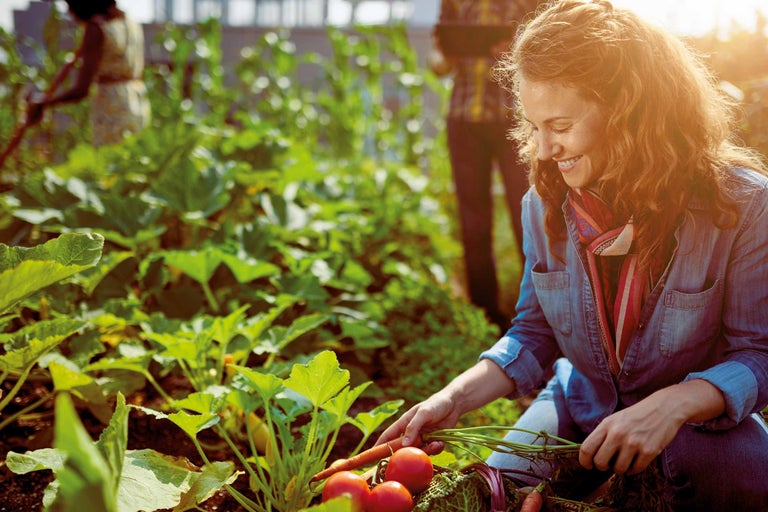 Frau erntet Gemüse im Garten, darunter Tomaten und Karotten.