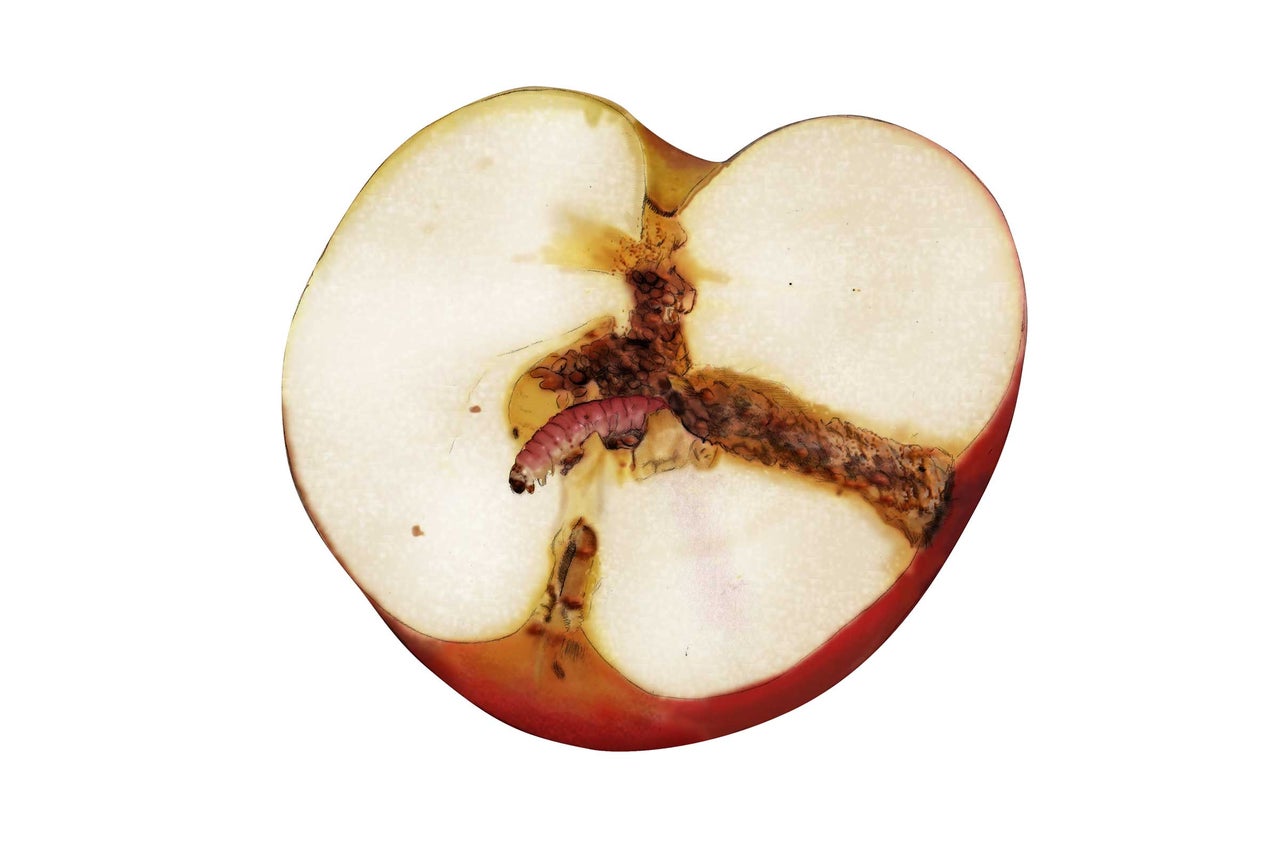 Angeschnittener Apfel mit Wurm