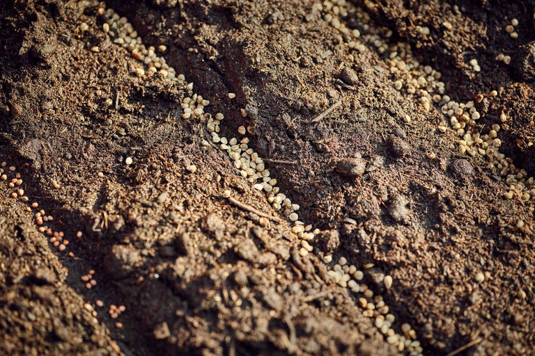 Nahaufnahme von Pflanzensamen in der Erde für den Gartenbau