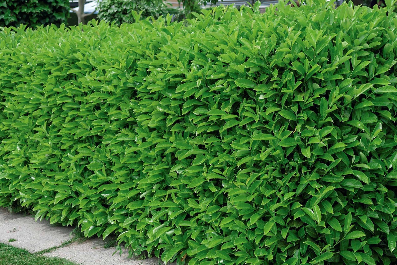 Schnitthecke mit grünen Blättern im Garten
