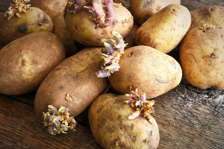 Mehrere Kartoffeln mit Trieben auf einem Holztisch