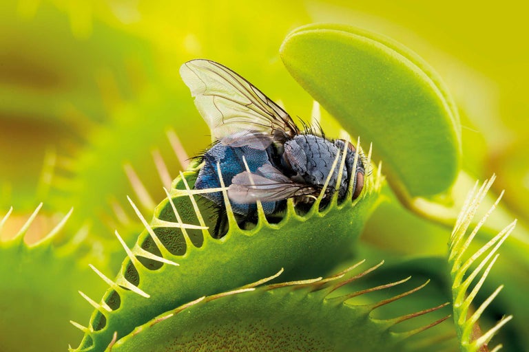 Nahaufnahme einer Venusfliegenfalle mit einer gefangenen Fliege.
