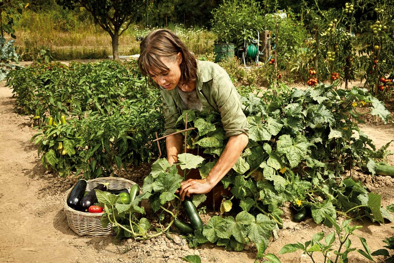 Frau erntet Gemüse im Garten. Im Korb liegen Melanzani, Paprika und Paradeiser.