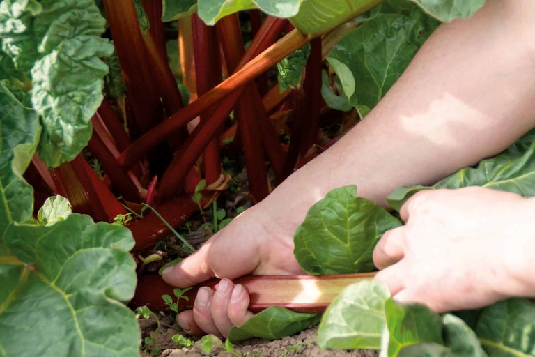 Eine Hand erntet Rhabarberstiele aus einer Pflanze.