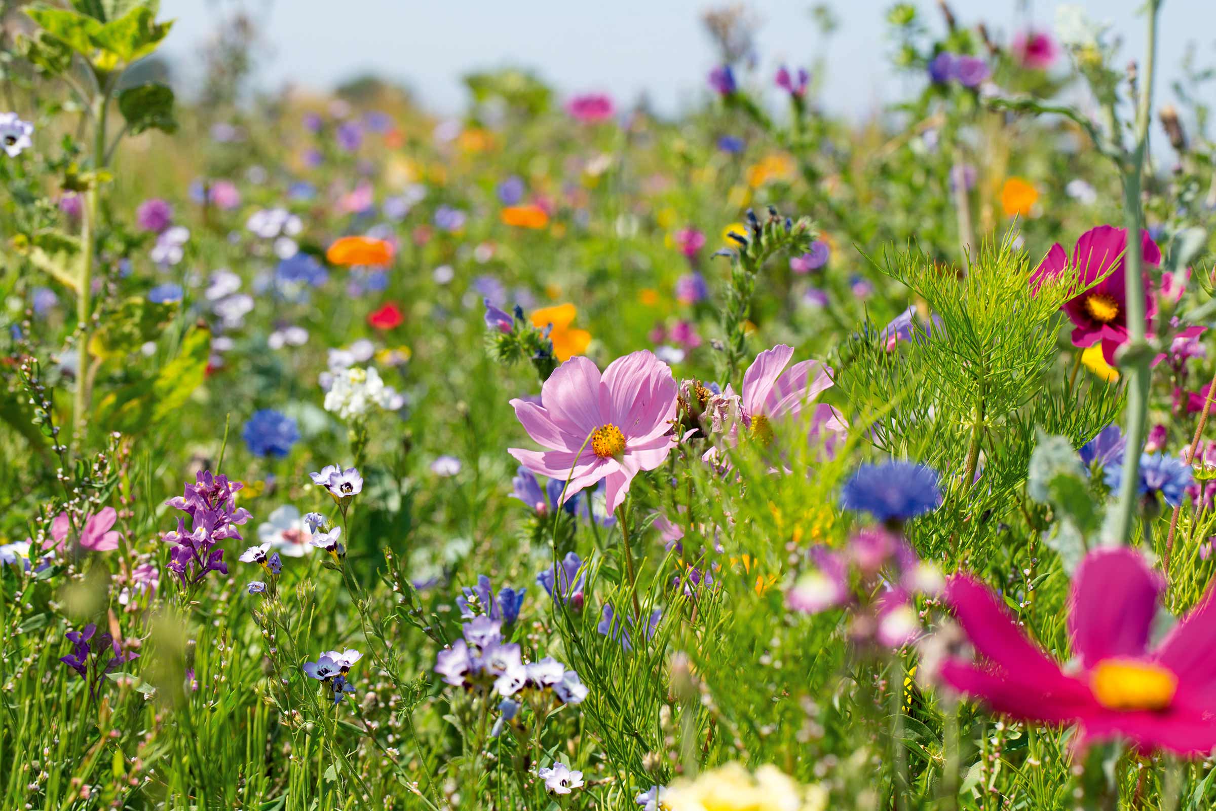 Blühende Blumenwiese mit verschiedenen Wildblumen