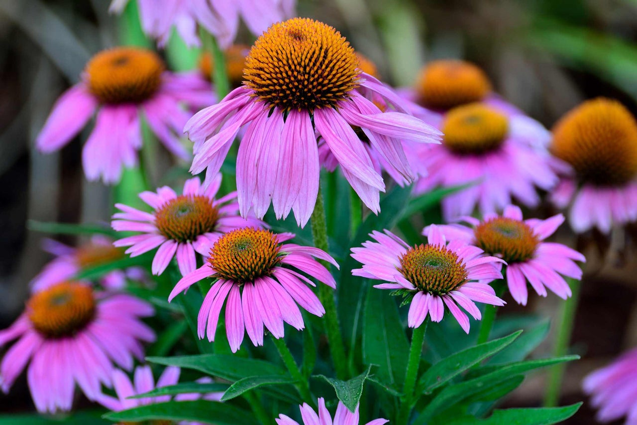 Nahaufnahme von rosa Sonnenhut Blumen