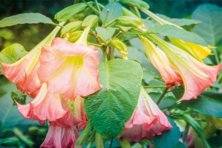 Engelstrompete mit Blättern