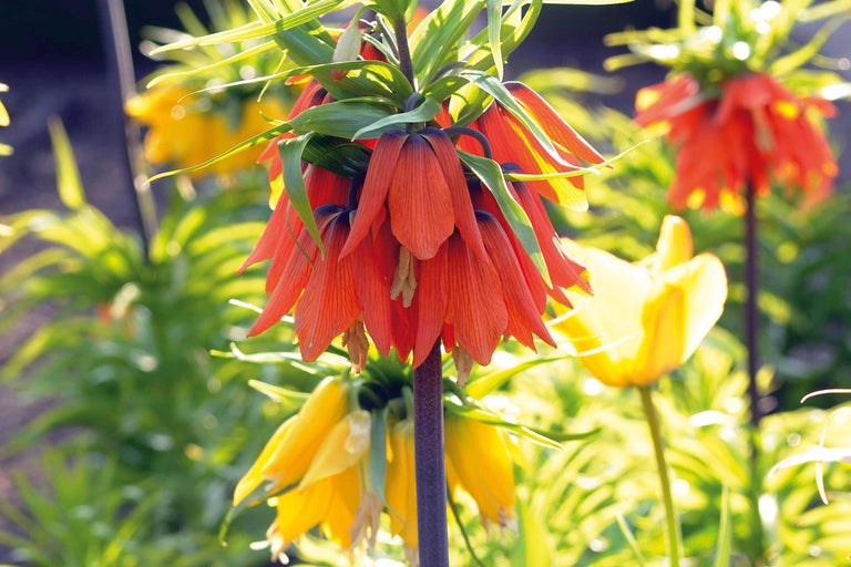 Kaiserkronen im Gartenbeet
