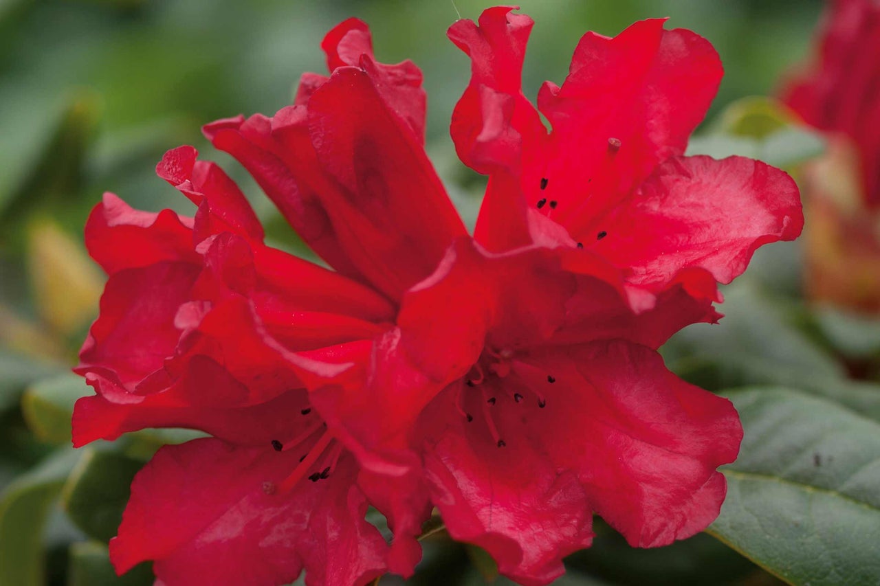 Nahaufnahme einer roten Rhododendronblüte