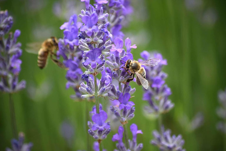 Nahaufnahme von Lavendelblüten mit Bienen