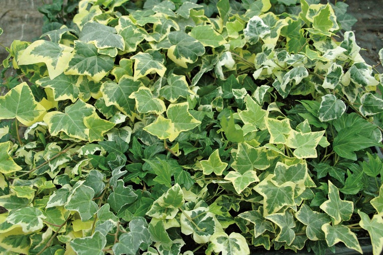 Efeu-Pflanze mit Blättern