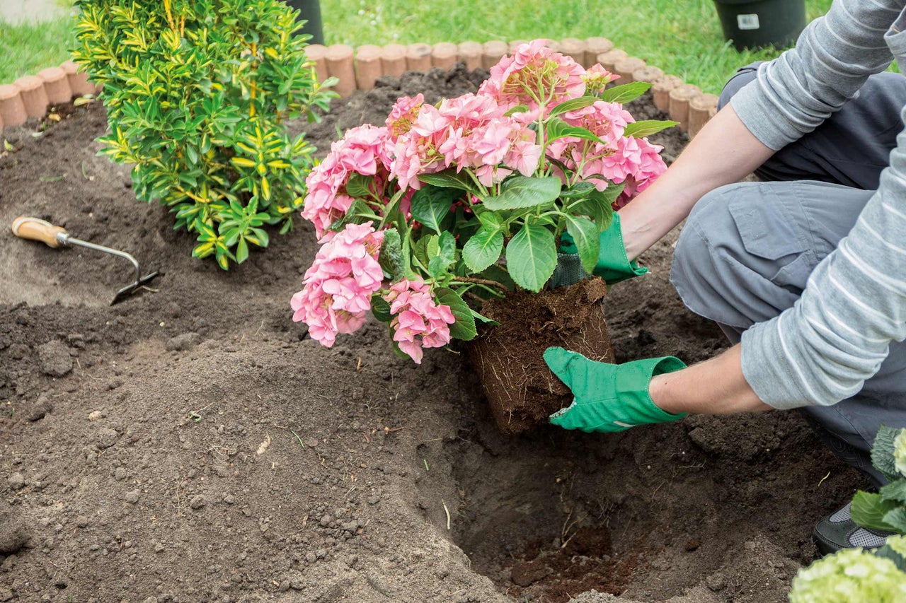 Eine Person pflanzt eine rosa Hortensie in einen Garten.
