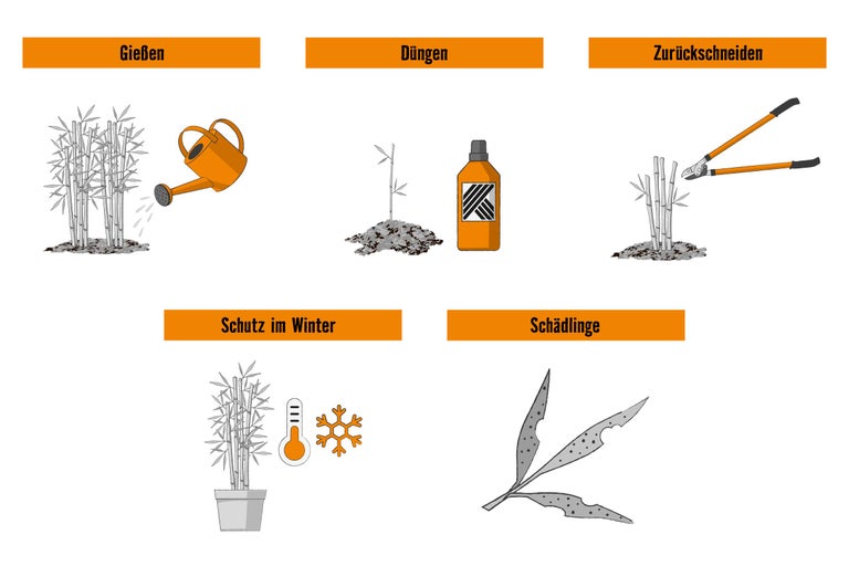 Anleitung zur Bambus Pflege: Gießen, Düngen, Schneiden, Winterschutz und Schädlingsbekämpfung.