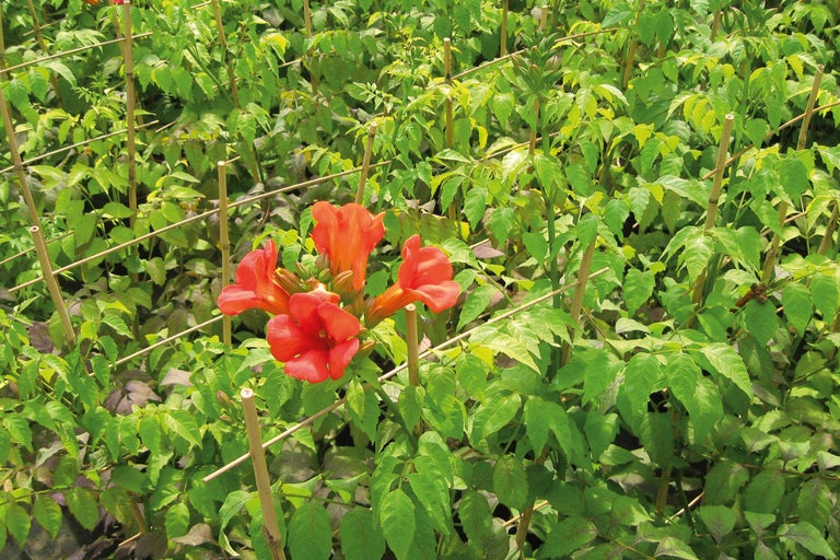 Trompetenblume mit Kletterhilfe im Garten