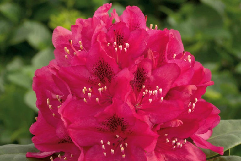 Nahaufnahme einer rosa blühenden Rhododendron Pflanze.