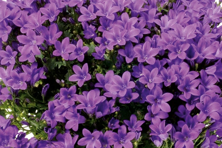 Nahaufnahme von Glockenblumen