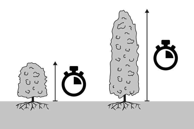 Schnellwachsende Pflanze Illustration mit Zeitmesser