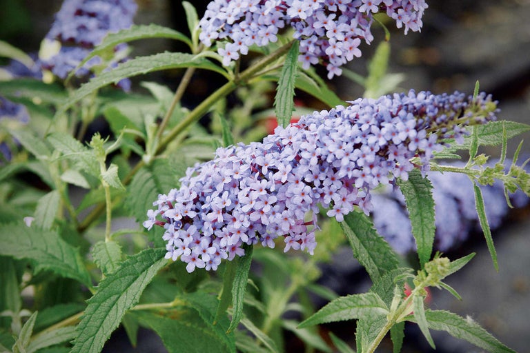 Nahaufnahme von blauen Schmetterlingsfliederblüten mit grünen Blättern