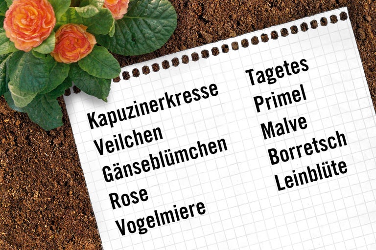 Liste mit Pflanzennamen: Kapuzinerkresse, Veilchen, Gänseblümchen, Rose, Vogelmiere, Tagetes, Primel, Malve, Borretsch, Leinblüte