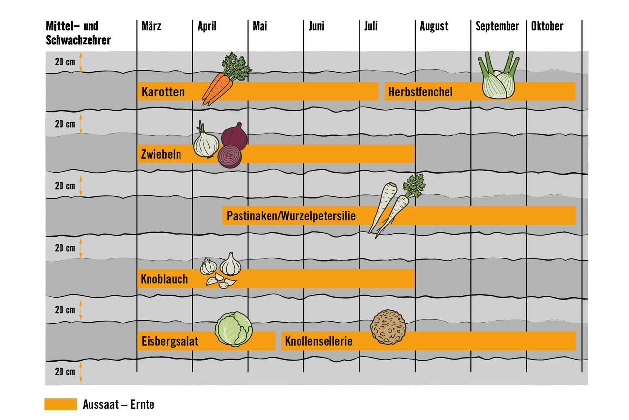 Anbaukalender für Mittel- und Schwachzehrer wie Karotten, Zwiebeln und Knoblauch mit Zeiten für Aussaat und Ernte von März bis Oktober.