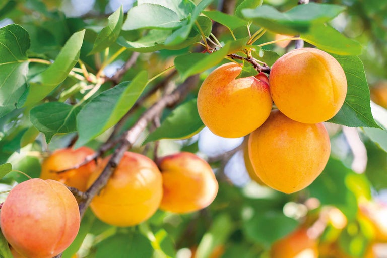 Aprikosen am Baum