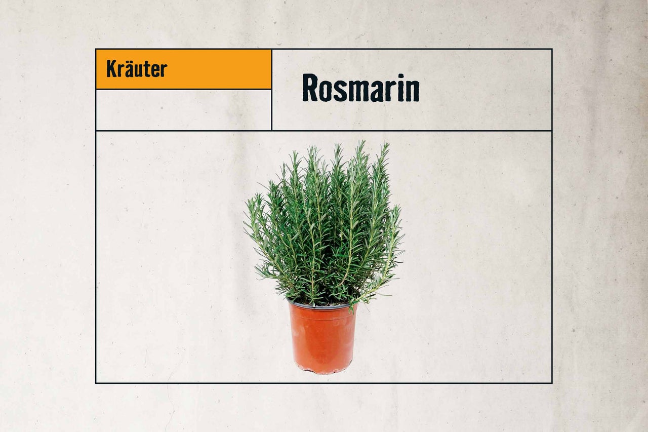 Rosmarin Kräuterpflanze im Topf