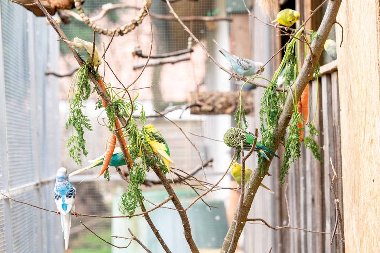 Wellensittiche sitzen auf Ästen mit Karotten in einer Vogelvoliere.