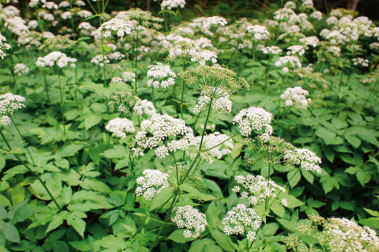 Nahaufnahme von Wiesenkerbel mit weißen Blüten und grünen Blättern