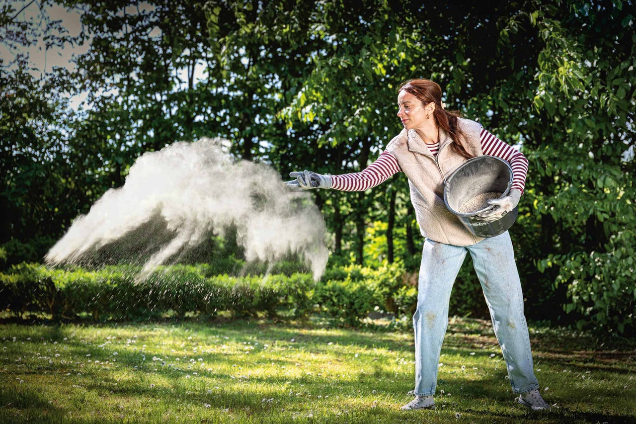 Eine Frau streut Rasenkalk aus einem Kübel auf eine Rasenfläche im Garten.