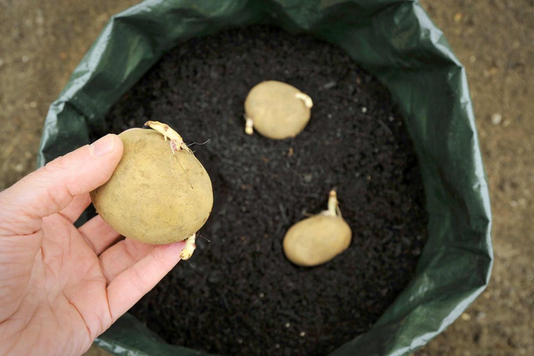 Kartoffeln mit Trieben werden in einen Pflanzsack mit Erde gesetzt